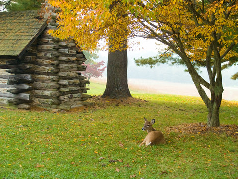 Fawn at Rest