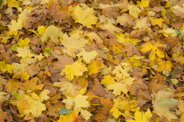 Atumn leaves in the park