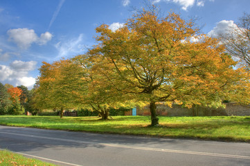 Naklejka premium Autumn Colours