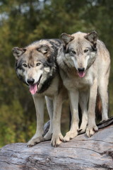 wolves canis lupus