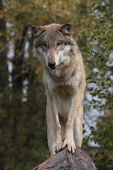 wolf canis lupus
