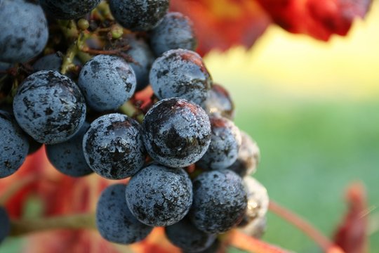 grappe de raisins vignoble automne