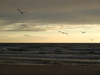 Flying birds on sunset background