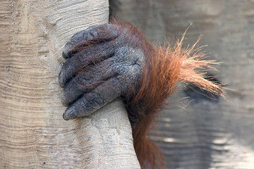 la mano del orangutan