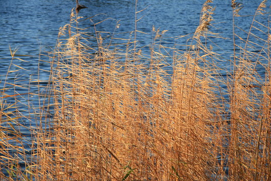 canneto