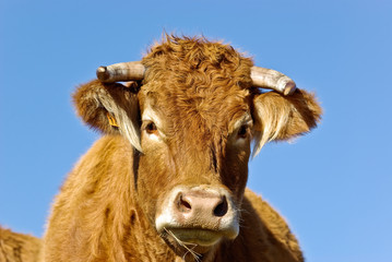 Vache