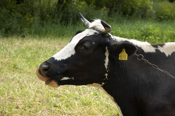 cow