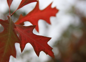 feuilles rouges