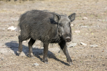 Sanglier sauvage