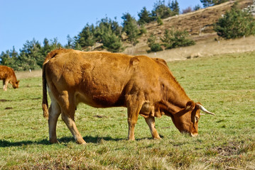 Vache