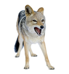 black-backed jackal