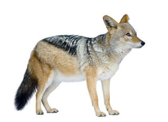 black-backed jackal