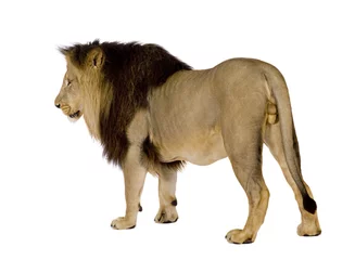 Photo sur Plexiglas Lion Lion (4 and a half years)