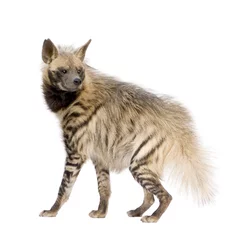 Abwaschbare Fototapete Hyäne Gestreifte Hyäne vor weißem Hintergrund