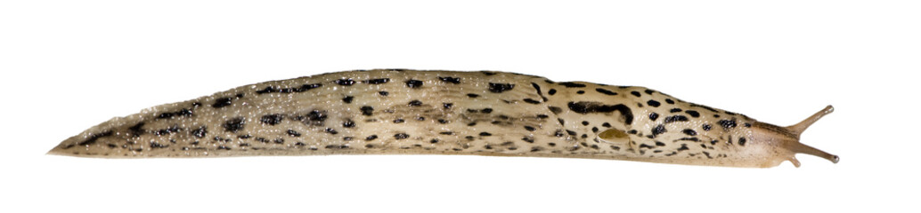 Great Grey Slug - Limax maximus isolated on white
