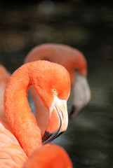 Three flamingo's side by side