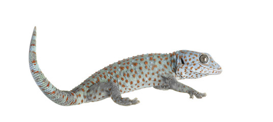 Tokay gecko - Gekko gecko in front of a white background