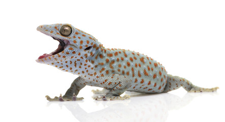 Tokay gecko - Gekko gecko in front of a white background