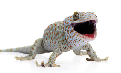 Tokay gecko - Gekko gecko in front of a white background - obrazy, fototapety, plakaty