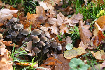 Herbst