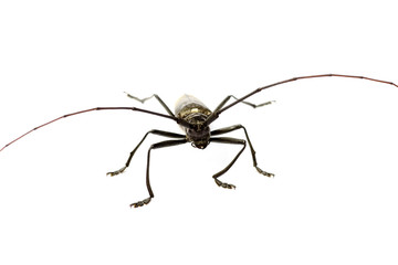 Capricorn beetle isolated on white