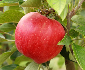Juicy red apple on a tree branch