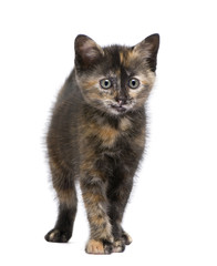 Obraz premium Tortoiseshell cat (2 months) in front of a white background