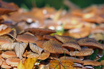 Herbst
