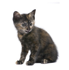 Tortoiseshell cat (2 months) in front of a white background