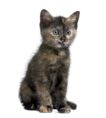 Tortoiseshell cat (2 months) in front of a white background