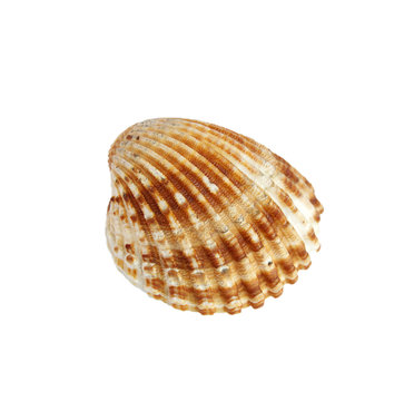Small sea shell (isolated on white background)