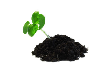 small plant isolated on white