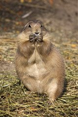 Prarie dog