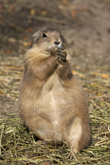 Prarie dog