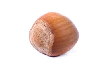 Hazel Nut
