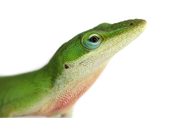 Lizard - anole lizard closeup