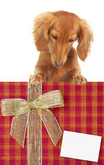 Dachshund puppy looking down at a Christmas present.