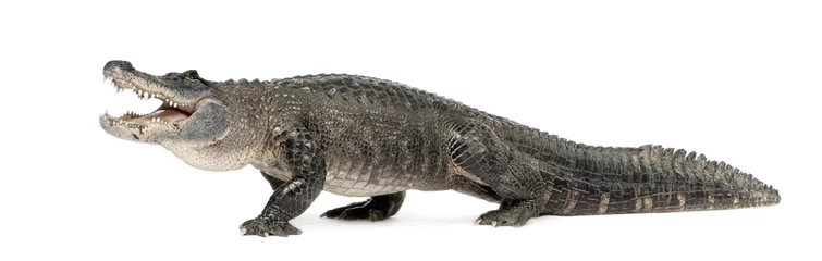 Fototapete Krokodil Amerikanischer Alligator vor weißem Hintergrund