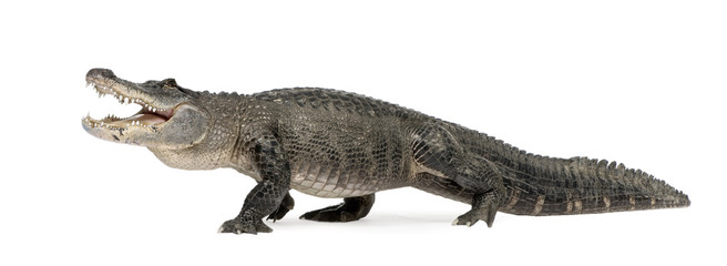 Alligator américain devant un fond blanc