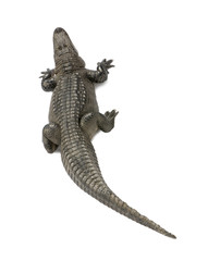 Fototapeta premium American Alligator in front of a white background