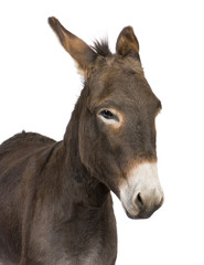 donkey ( 4 years) in front of a white background