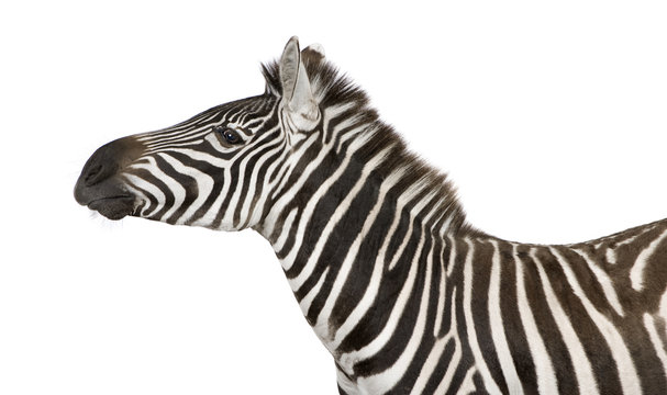 Fototapeta Zebra (4 years) in front of a white background