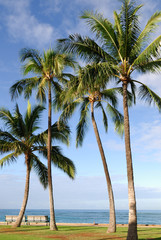 Fototapeta na wymiar Tall coconut trees at a beach in Oahu, Hawaii