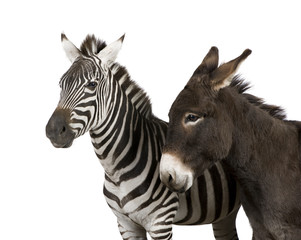 Fototapeta na wymiar Zebra i osioł przed białym tle