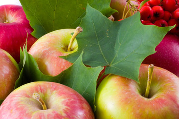 Crop of apples with maple leaves