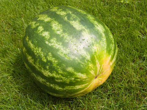 Green water-melon on a lawn of a grass