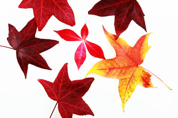 Autumn leaves on white background