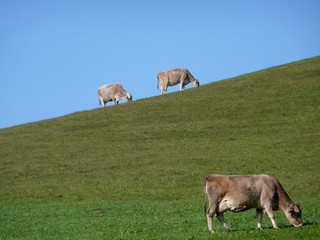 Kühe im Allgäu