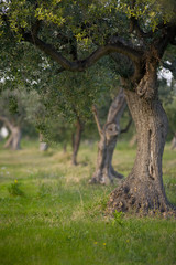 alberi d'ulivo