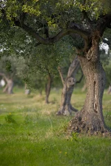 Deurstickers Olijfboom olijfbomen